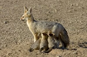 Cape Fox - Female suckling young pups