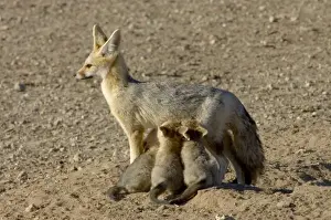 Cape Fox - Female suckling young pups. Nocturnal predator of invertebrates, rodents, reptiles and birds. Also wild fruit and carrion. Only true fox in subregion. Endemic in South Africa, Botswana, Namibia and SW Angola