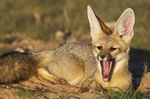 One Animal Gallery: Cape Fox - in the late evening at its burrow - yawning