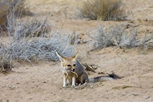 Cape Fox - Pup eating striped mouse