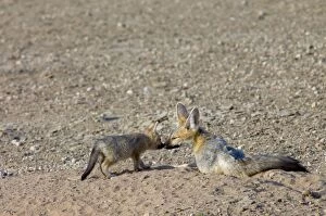 Images Dated 10th October 2005: Cape Fox - Pup greeting adult. Nocturnal predator of invertebrates, rodents, reptiles and birds