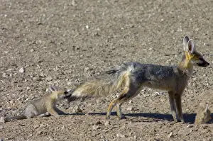 Pulling Prints: Cape Fox - Pup pulling male's tail