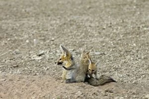 Cape Fox - Pups playing by adult