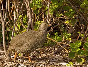 Cape Francolin/ Cape Spurfowl - in fynbos - South Africa