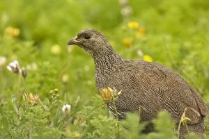 Images Dated 14th August 2012: Cape Francolin / Cape Spurfowl. in spring