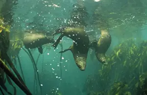 Cape Fur Seal