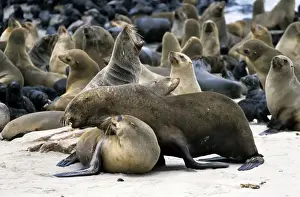 Cape Fur Seal