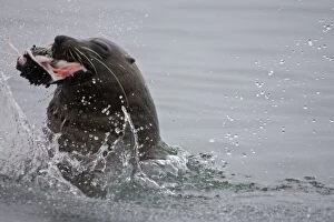 Images Dated 11th November 2006: Cape Fur Seal Bull eating a seal pup Walvis Bay, Namibia, Africa