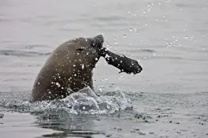 Cape Fur Seal Bull eating a seal pup Walvis Bay, Namibia, Africa