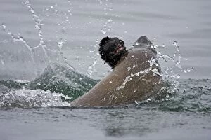 Images Dated 11th November 2006: Cape Fur Seal Bull eating a seal pup Walvis Bay, Namibia, Africa