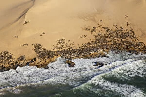 Waves Gallery: Cape Fur Seal colony at the coast of the Namib Desert