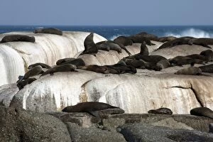 Cape Fur Seal Colony on rocks