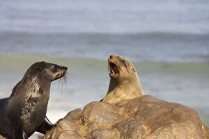 Cape Fur Seal - quarrelling over who is going to
