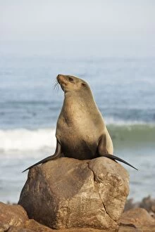 Images Dated 31st March 2008: Cape Fur Seal - resting on a rock