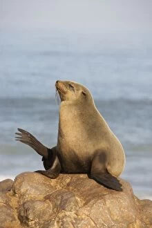 Cape Fur Seal - resting on a rock
