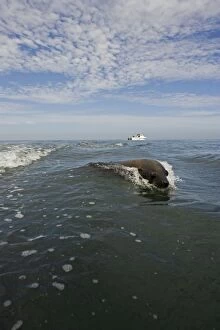 Cape Fur Seal - swimming in the Atlantic Ocean