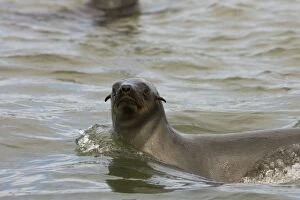 Images Dated 20th March 2006: Cape Fur Seal Swimming in the Atlantic Walvis Bay, Namibia, Africa