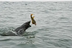 Cape Fur Seal - Thrashing a Sand Shark around - Atlantic Ocean - Namibia - Africa