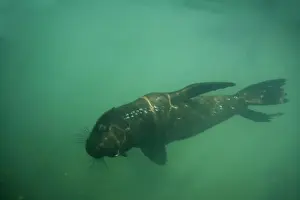 Breathing Prints: Cape Fur Seal - viewed from under the water with air bubbles - Atltanic Ocean - Namibia - Africa