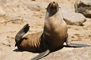 Temperature Control Collection: Cape Fur Seal WAT 5272 Nambia Africa Arctocephalus pusillius © M. Watson / ARDEA LONDON
