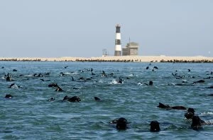 Cape Fur Seals - colony in the water and on the beach by Pelican Point Lighthouse