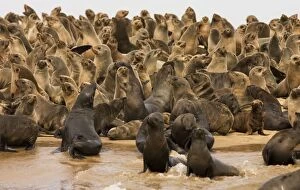 Images Dated 20th March 2006: Cape Fur Seals Pelican Point Colony Walvis Bay, Namibia, Africa
