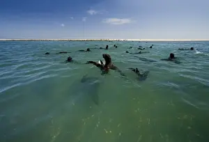 Cape Fur Seals - seal colony shown with members in the water and on the beach - Atltanic Ocean - Namibia - Africa