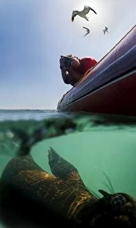 Cape Fur Seals - split level view of a Photographer