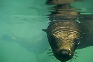 Cape Fur Seals - wide angle close up portrait under the water