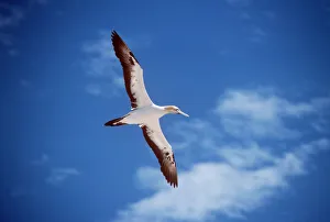 Images Dated 17th July 2007: Cape Gannet
