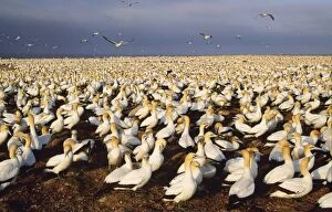Images Dated 17th July 2007: Cape Gannet - breeding colony Bird Island Eastern Cape Province South Africa