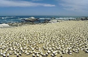 Colonies Gallery: Cape Gannet - colony at the Bird Island of Lambert's