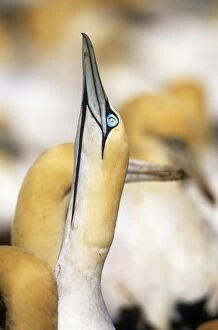 Images Dated 17th July 2007: Cape Gannet - displaying Bird Island, Eastern Cape Province, South Africa
