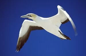 Images Dated 17th July 2007: Cape Gannet - in flight