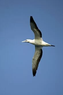 Cape Gannet in flight