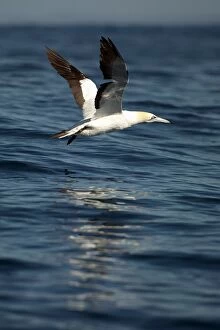 Cape Gannet flying close to water