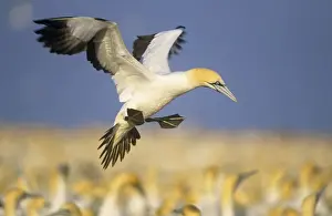 Cape Gannet - landing Bird Island Eastern Cape Province South Africa