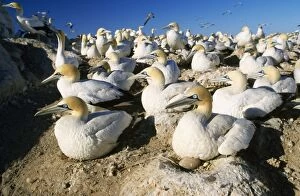 Cape GANNET - nesting colony with eggs