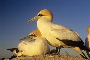 Cape GANNET - pair, one standing one lying-down