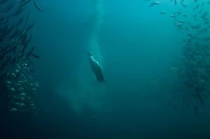 Images Dated 3rd July 2010: Cape Gannet plume by diving into baitball (school)