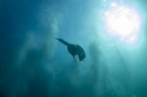 Cape Gannet with plumes by diving into baitball