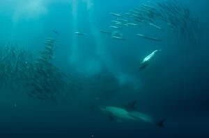 Cape Gannet plumes from diving in to baitball (school