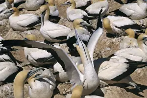 Cape Gannet - sky pointing This gesture at the nest signals its intention to leave the nest & tells the other parent to stay which prevents both flying off together by chance