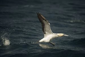 Images Dated 7th July 2011: Cape Gannet taking off from water