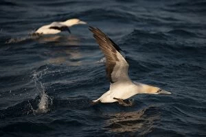 Cape Gannet taking off from water