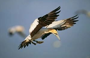 Images Dated 23rd May 2011: Cape Gannet VAN 182 In flight. Bird Island, Eastern Cape Province, South Africa