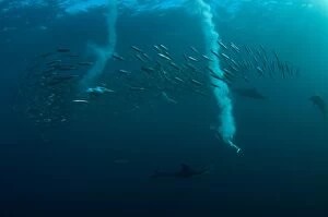 Gannets Gallery: Cape Gannets catching fish from diving in to baitball