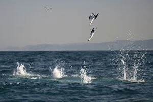 Cape Gannets diving into water to catch small fish
