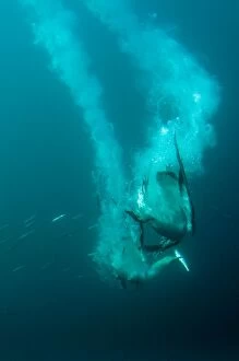 Cape Gannets fighting over fish with plumes by diving