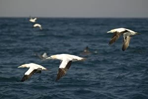 Cape Gannets flock in flight